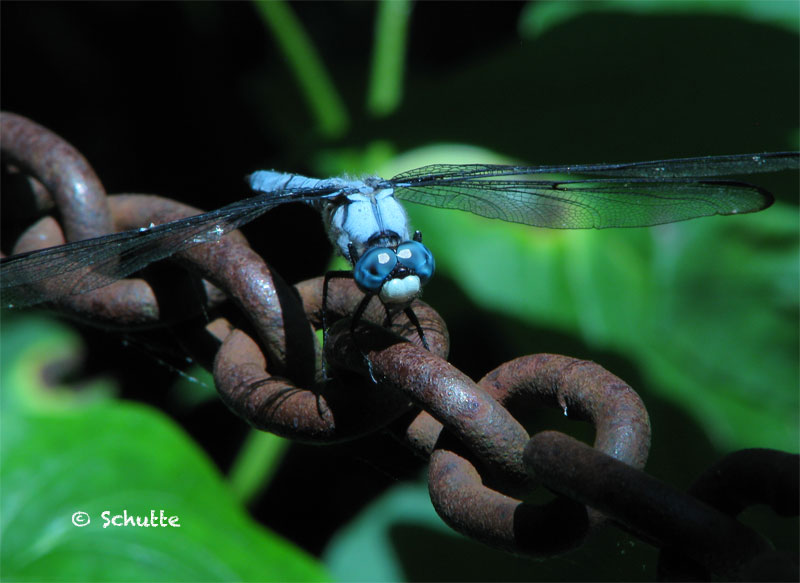 Ijams Journal: Ijams is the place to find insects and programs about them