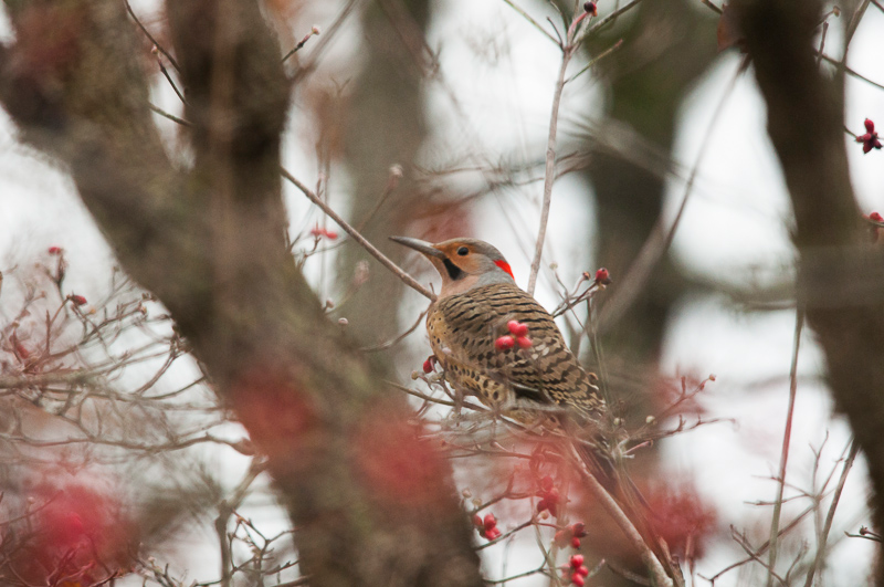 Yellow-shafted Flicker in Dogwood Tree