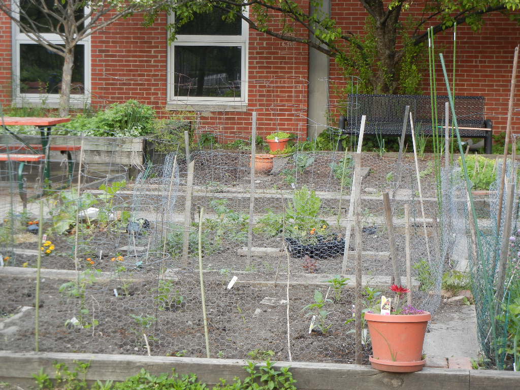ChainLink Trellis Nichols Park Community Gardens Reduced