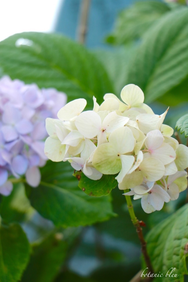 Hydrangea Macrophylla Hortensia Macro Flower Saturday 36