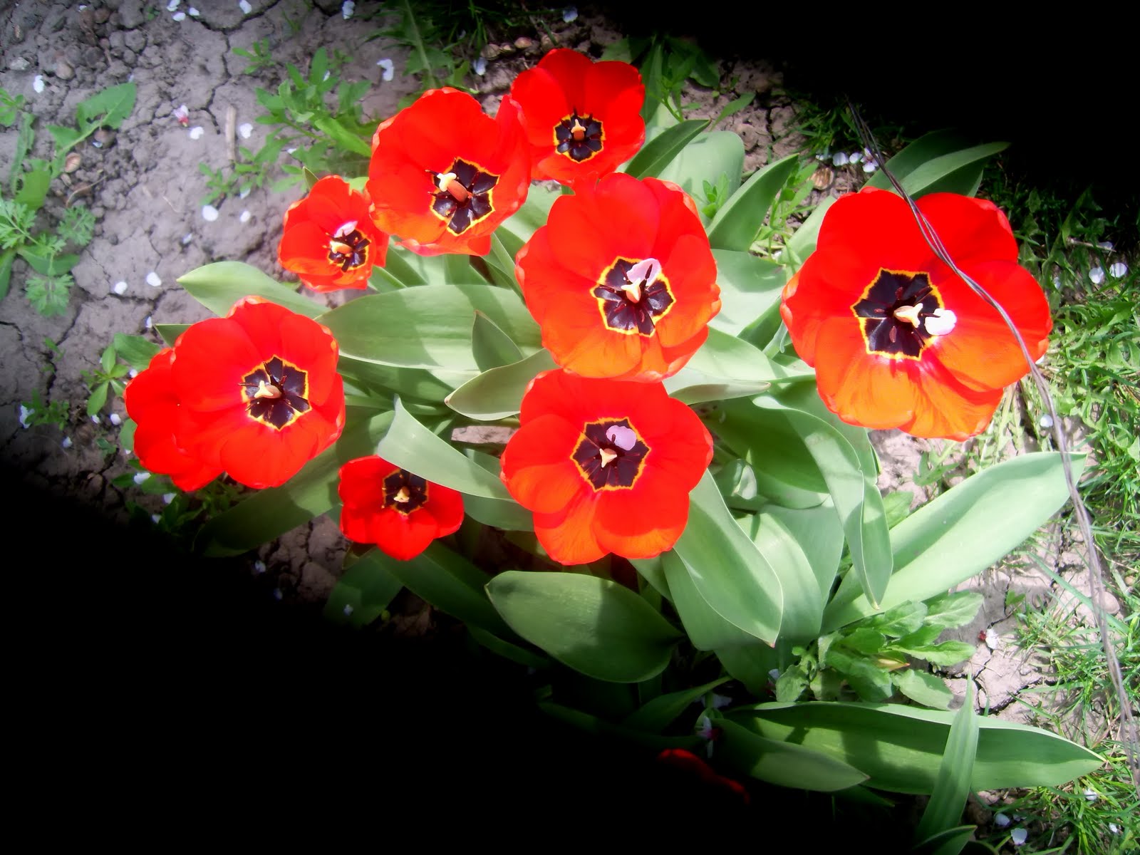 Квіти: Тюльпани