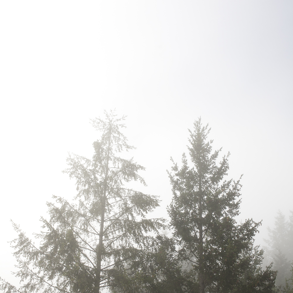 Trees, Santa Rosa, CA