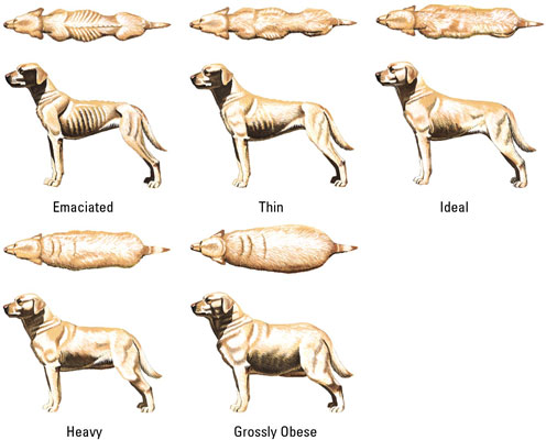 what is the average weight for a mix breed chihuahua? | Yahoo Answers
