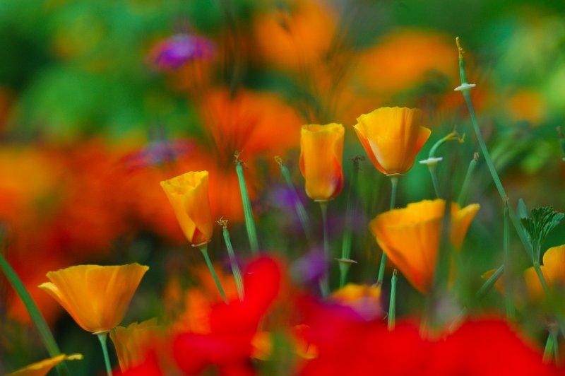 LOVELY FLOWERS Very Nice Wonderfull Yellow Flower high resolution