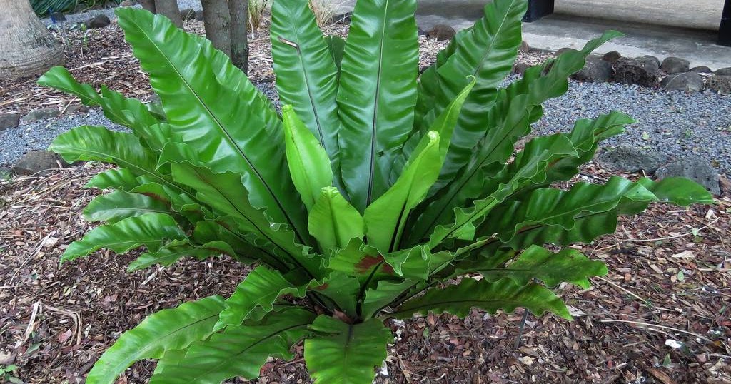 Tanaman Hias Paku Sarang Burung Kadaka