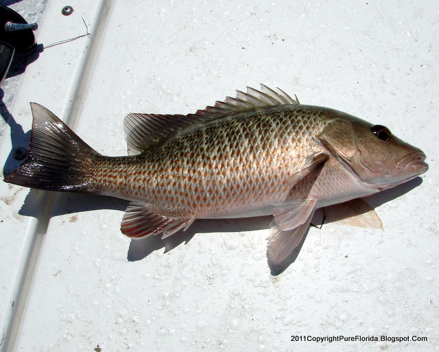 PURE FLORIDA Mangroves + Snapper = Mangrove Snapper
