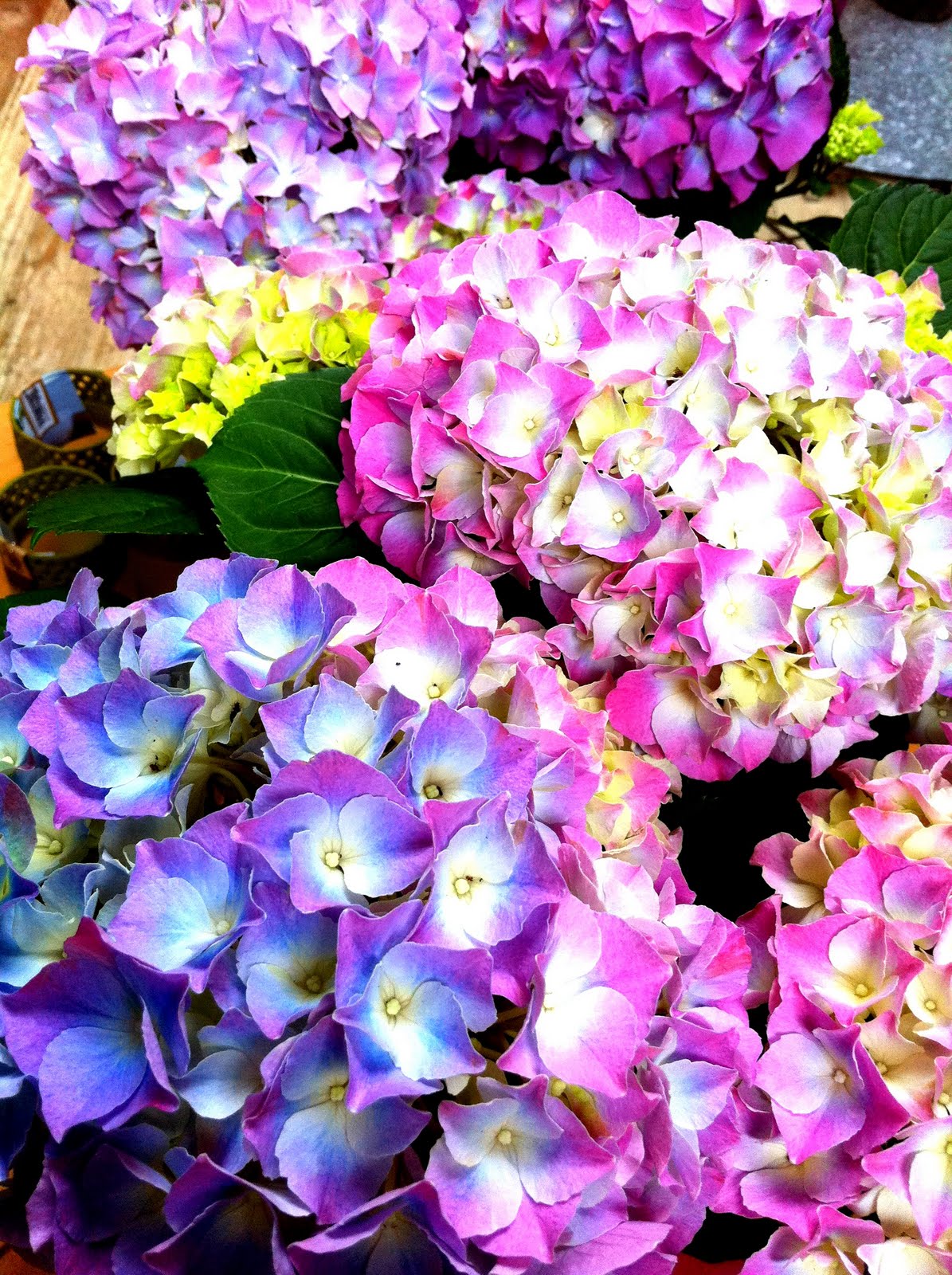 the-borboleta-fluttering-about-july-flower-of-the-month-hydrangea