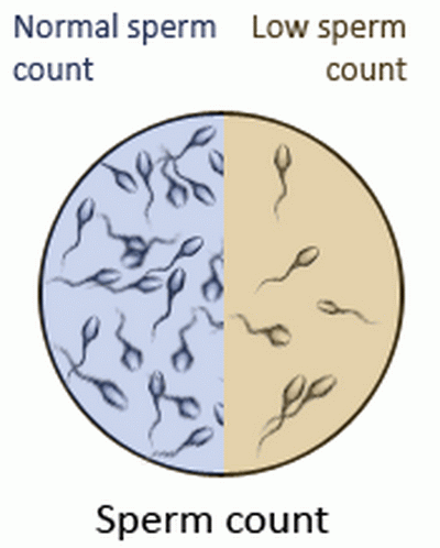 sperm male Average count