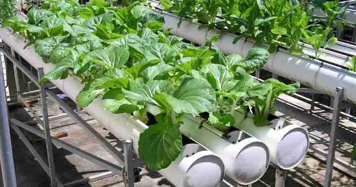 #Gardening : How to Build a Hydroponic Garden - My Favorite Things