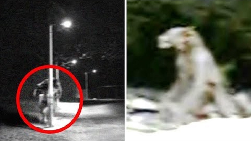 сиреноголовый легенда монстр. мичиганский оборотень. скрытые существа. скрытые существа. непонятное существо в лесу.