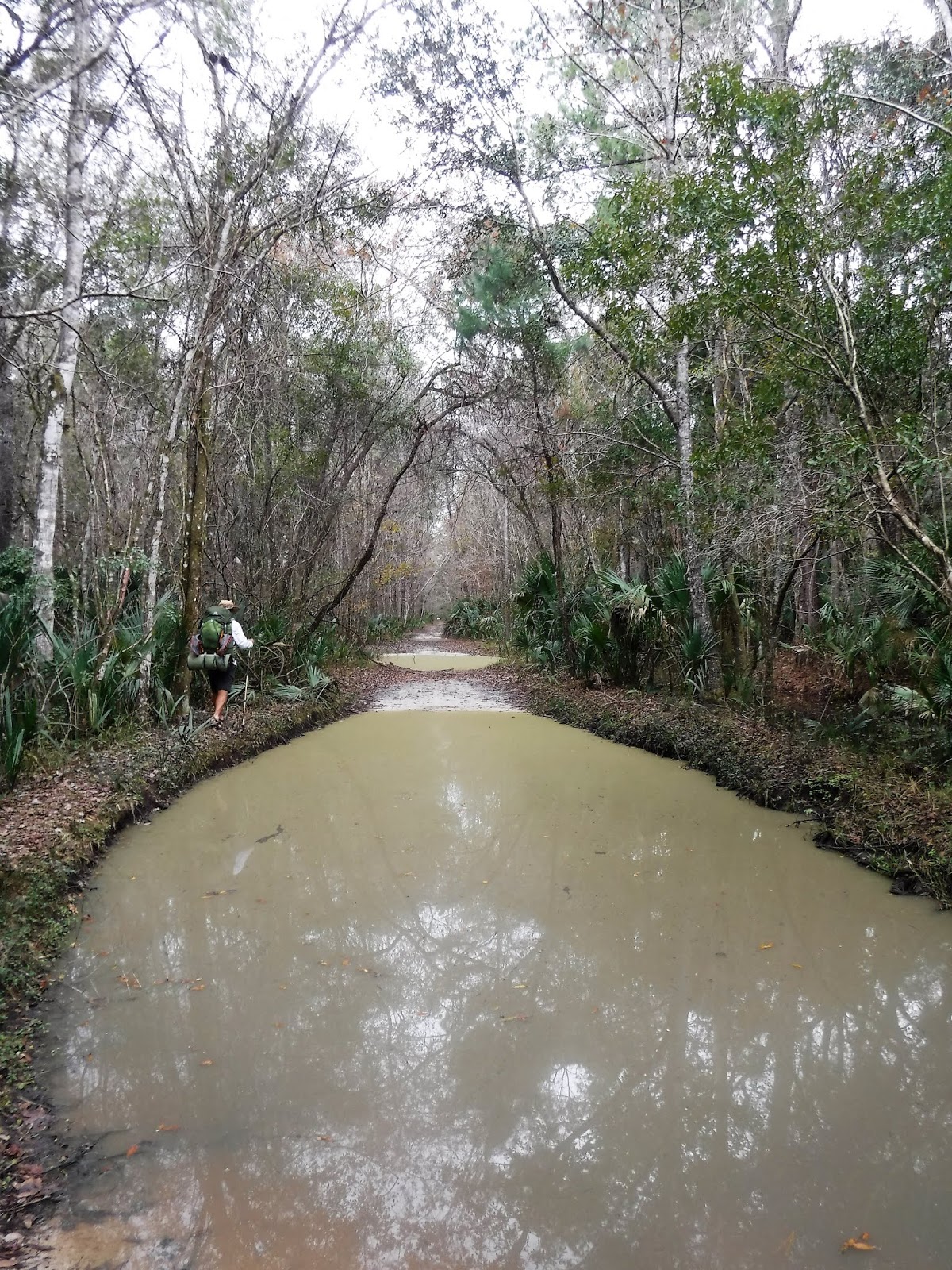 The Botanical Hiker Edible and Medicinal Botanicals of the Florida Trail