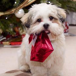 christmas dogs wallpapers puppies ipad pets dog puppy backgrounds xmas holiday pet doggy cute doggie pup pc pups pic wallpapersafari