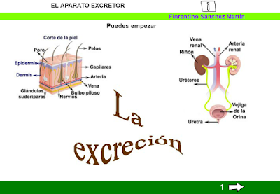 http://www.ceiploreto.es/sugerencias/cplosangeles.juntaextremadura.net/web/edilim/tercer_ciclo/cmedio/vitales/la_funcion_de_nutricion/excrecion/el_aparato_excretor/el_aparato_excretor.html