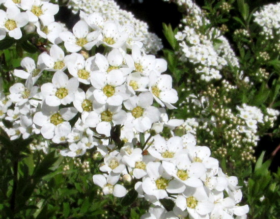 Nadezda S Northern Garden Grefsheim Spirea