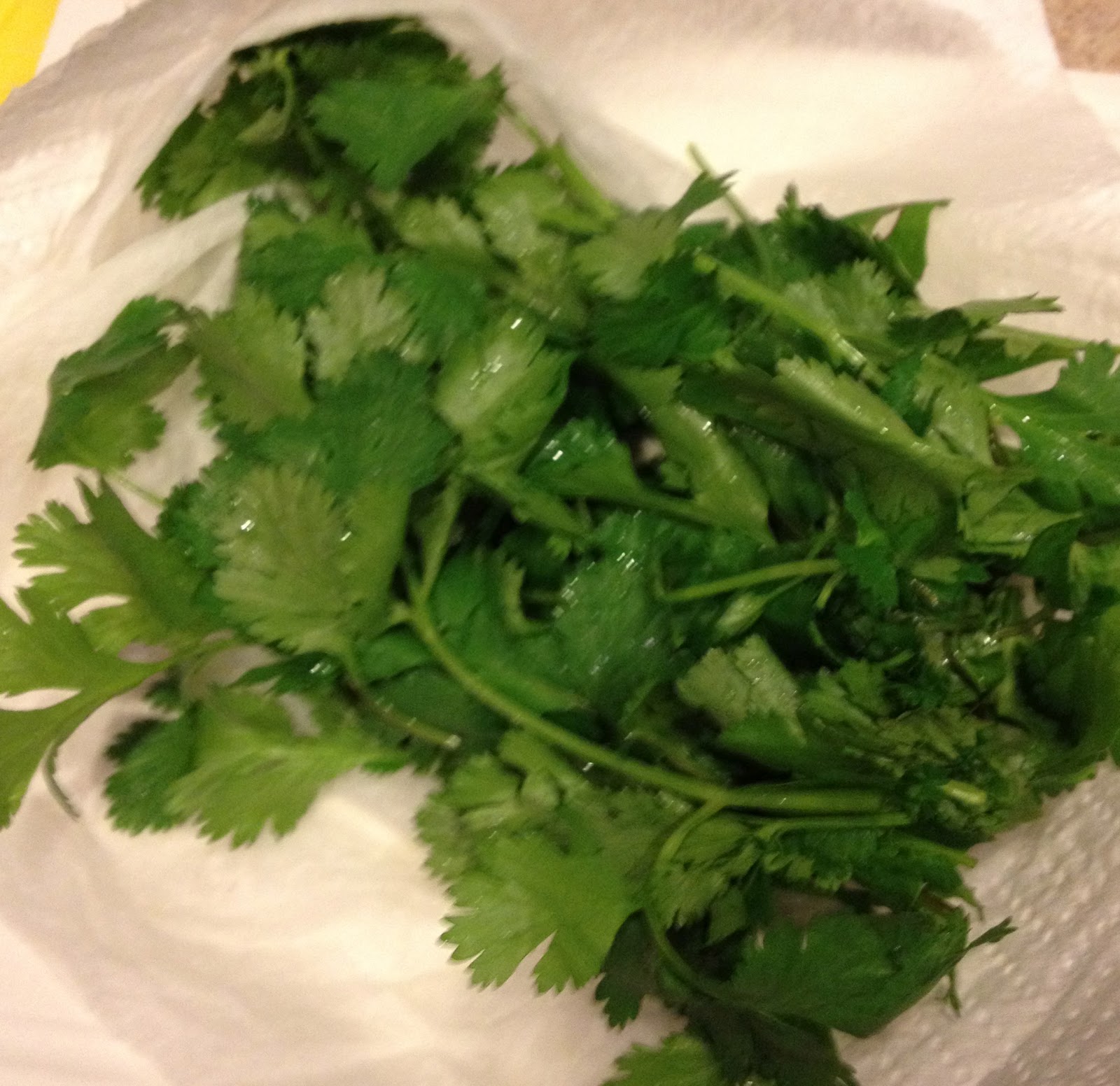 thai cilantro