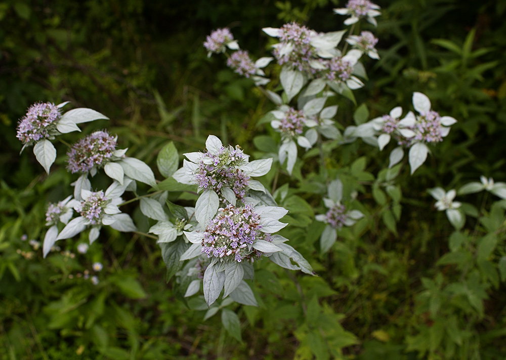 mountain mint plant mountain mint plant