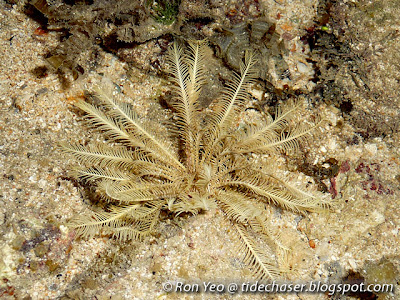 Feather star or crinoid