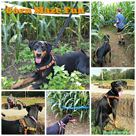 doberman puppy at corn maze