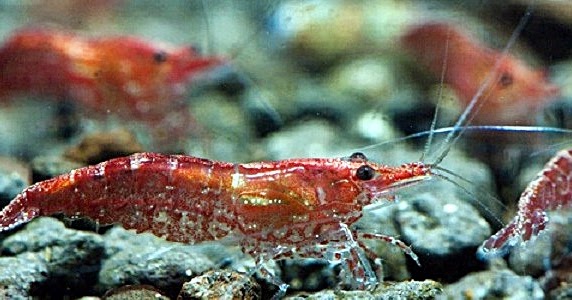 Budidaya Udang Hias Air Tawar - Akuarium Ikan Hias