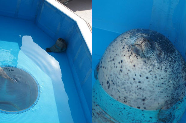【趣聞影片】日本水族館 海獅海豹超可愛之日常
