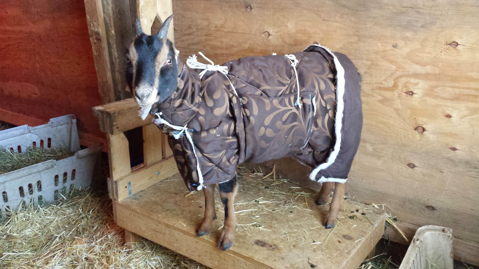 God's Garden Lamancha Goats Goats in Blankets