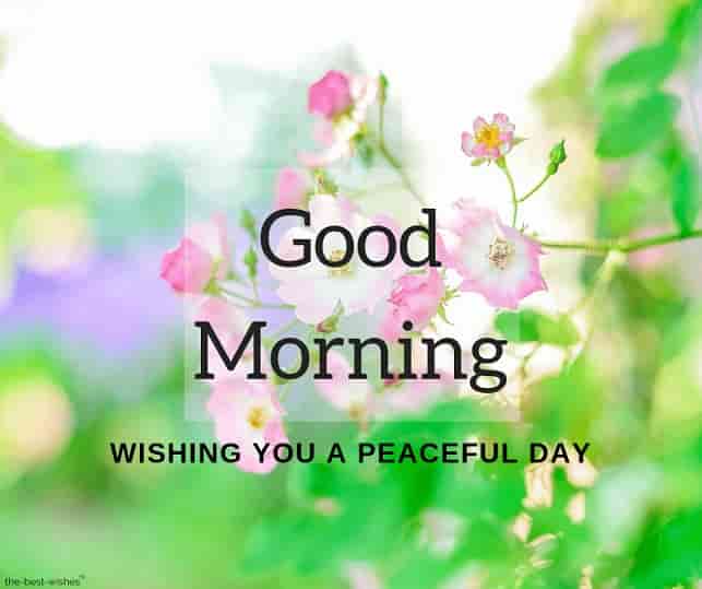 adorable-good-morning-image-of-pink-roses adorable good morning image of pink roses