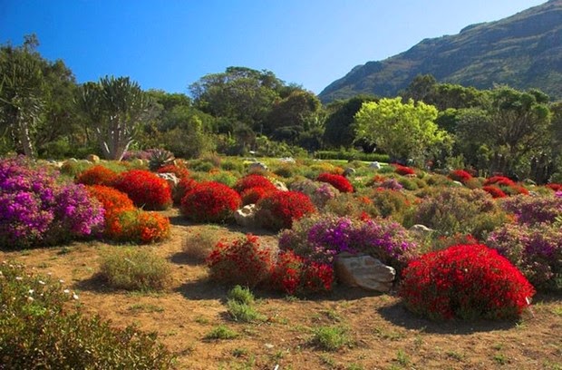 World's most beautiful gardens - Kirstenbosch National Botanical Garden, South Africa
