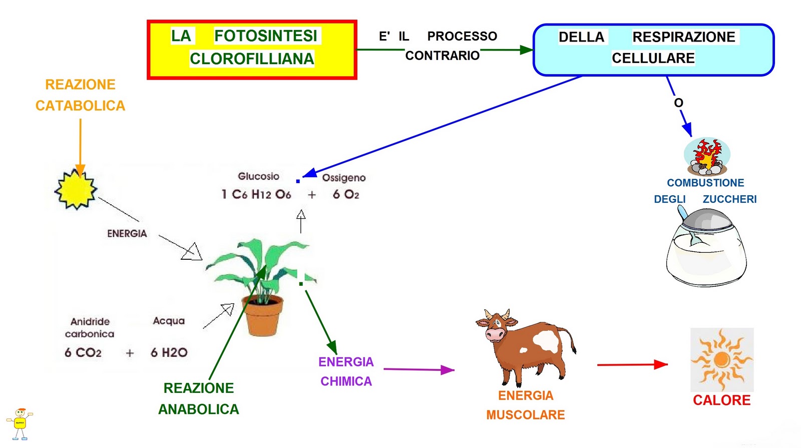 Mappa concettuale La fotosintesi clorofilliana •