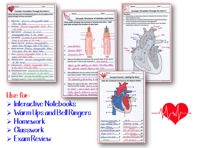 Amy Brown Science: The Circulatory System Interactive Notebook Pages