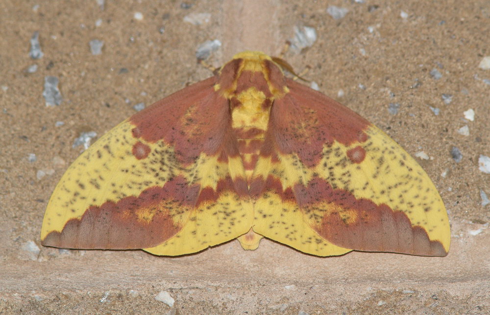 Moths of Cape May County Imperial Moth (7704)
