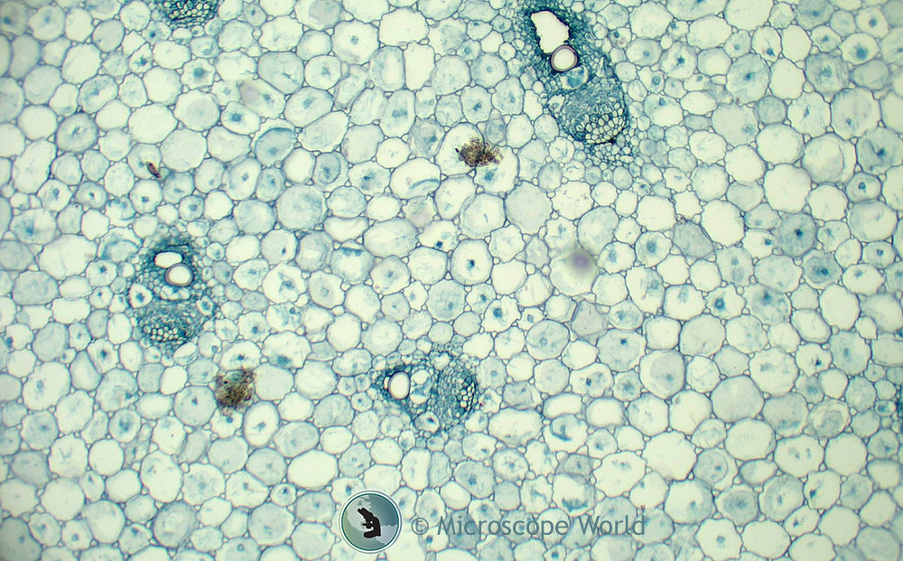 Какую клетку можно увидеть. Клетка в микроскопе. Клетки организма под микроскопом. Клетки организма микроскоп. Живая клетка под микроскопом.