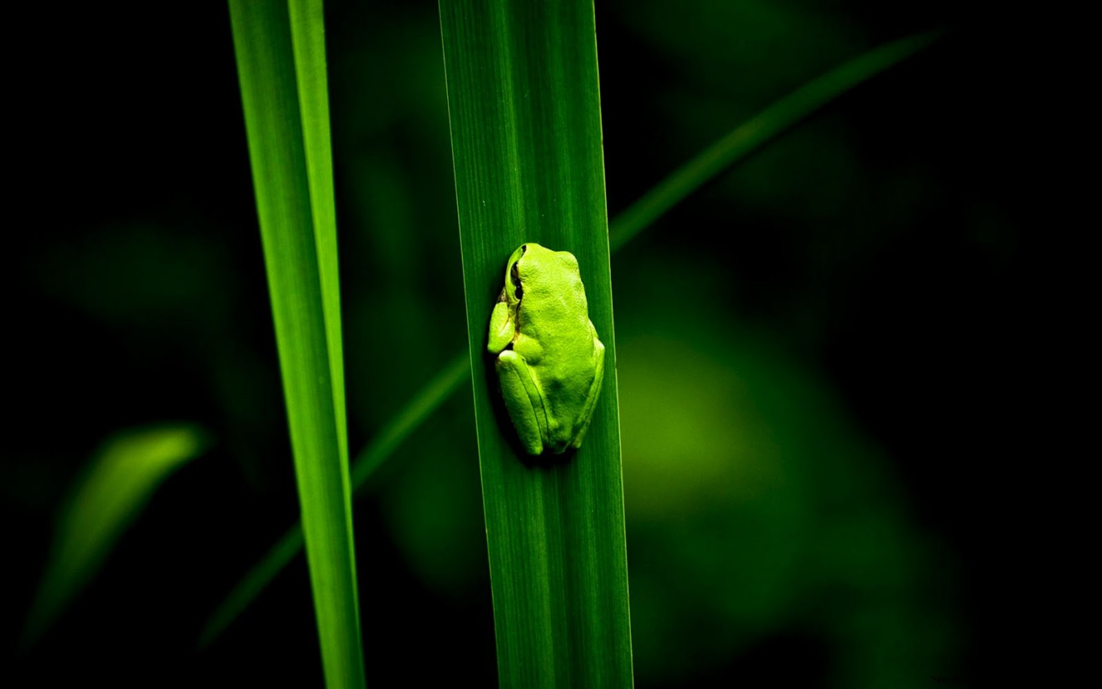 Green Frog On Leaf id 74738