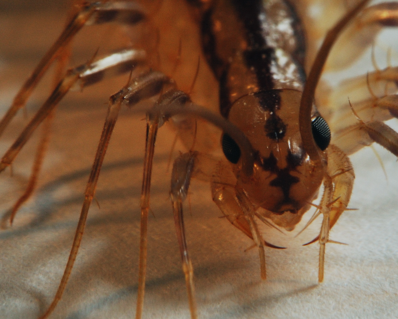 многоножка мухоловка гусеница. таракан сороконожка. скутигера-мухоловка. скутигера колеоптерата и сколопендра. сороконожка мухоловка.