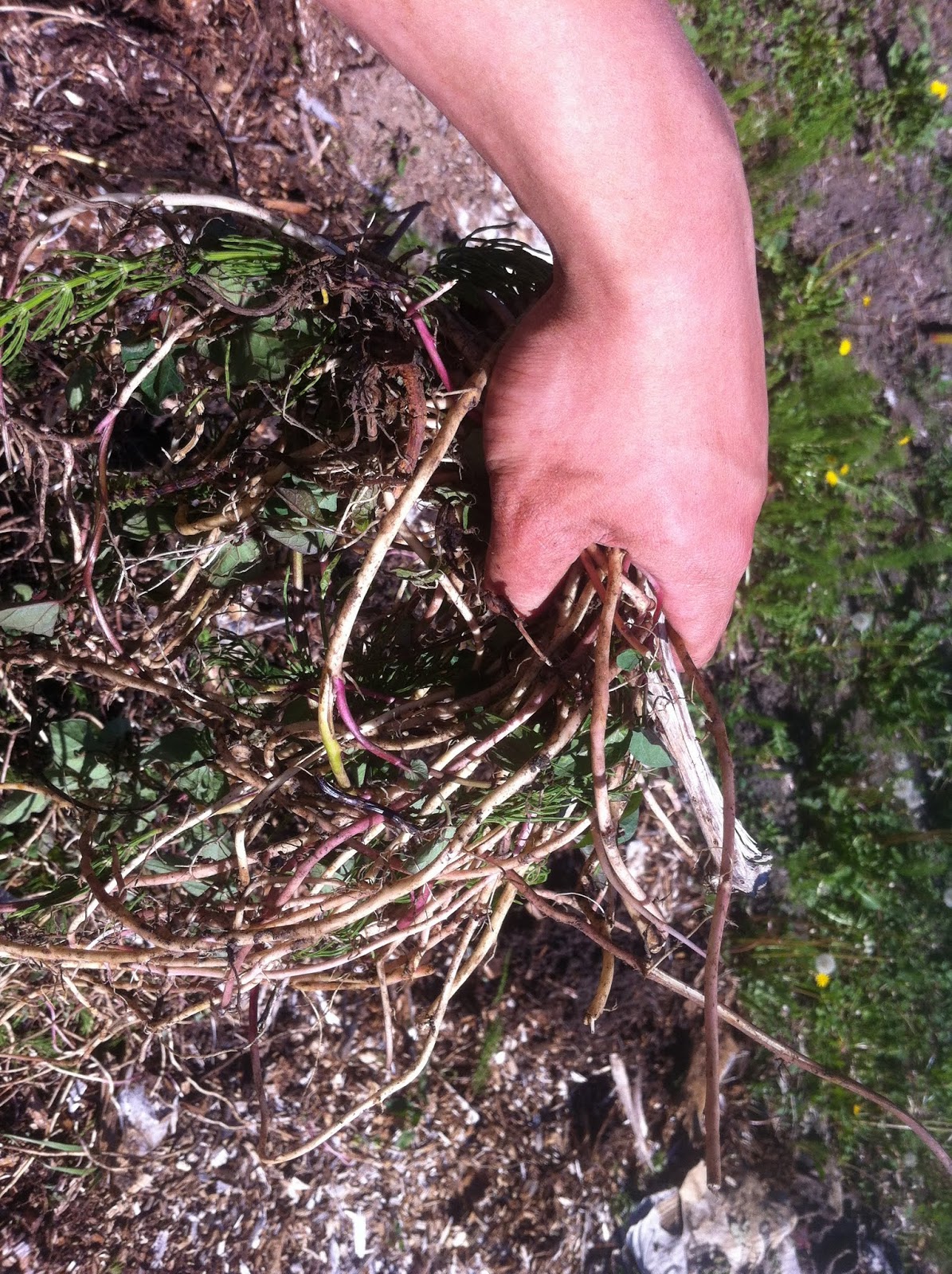 Renfrew Collingwood Food Security Institute Ochard Update Entry 2