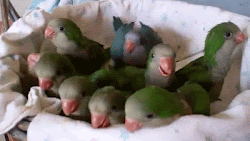 quaker parrots parrot babies animated pm posted eat animation