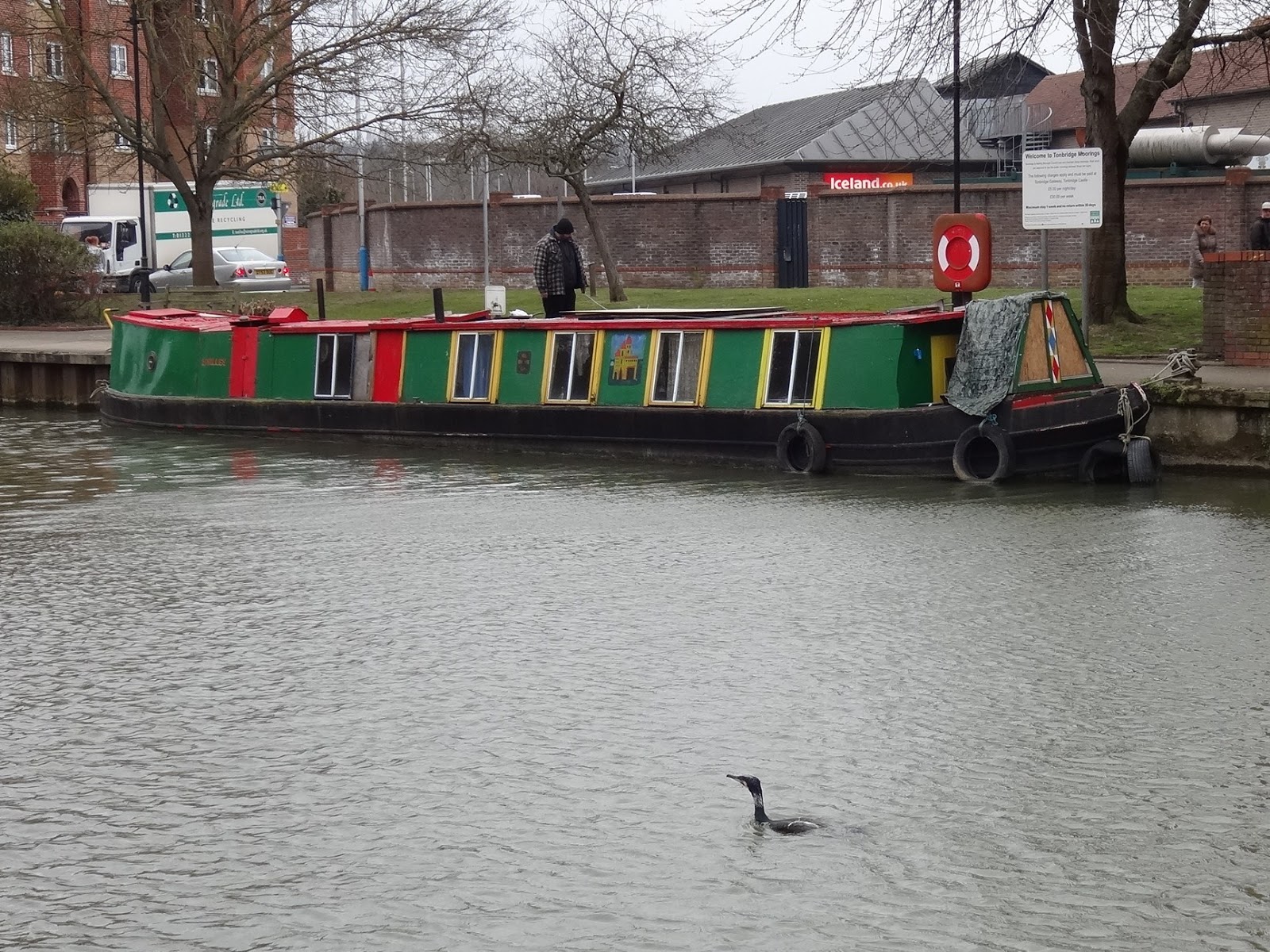 Tonbridge Daily The Town Cormorant
