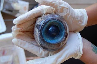 Τεράστιο μάτι μυστηριώδους πλάσματος ξεβράστηκε στη Φλόριντα  
