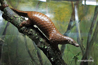 museum zoologi bogor