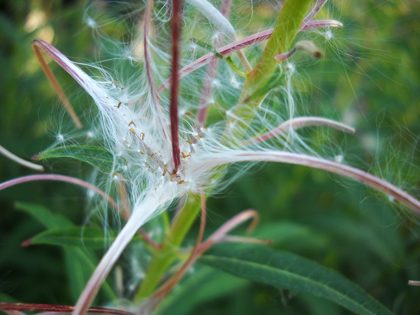 My Nature Photography: Rosebay Willow Herb Seeds