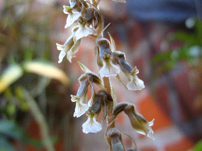 orquideas argentinas