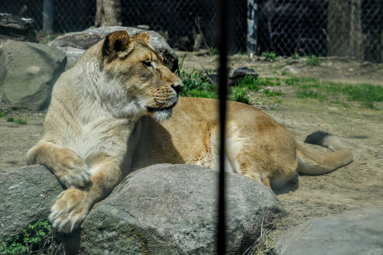 Lions At The Akron Zoo 2018