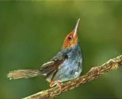 Tips Cara Merawat Burung Ciblek Gunung Bunyi Nyaring Gacor