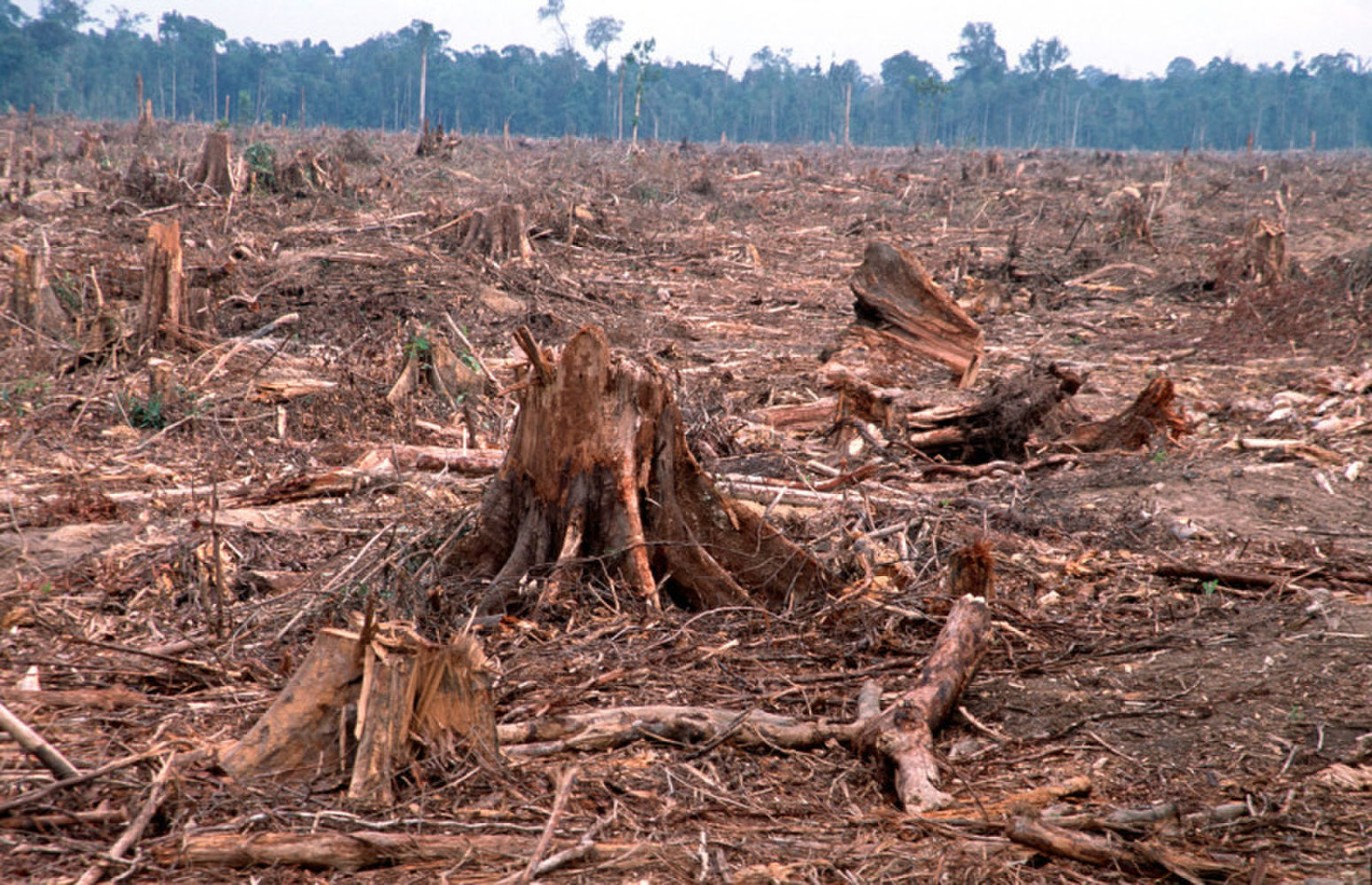 Гибнут ели. Гибель лесов. Последствия вырубки лесов. Уничтожение лесов. Последствия исчезновения лесов.