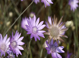 Beautiful Flowers Pictures