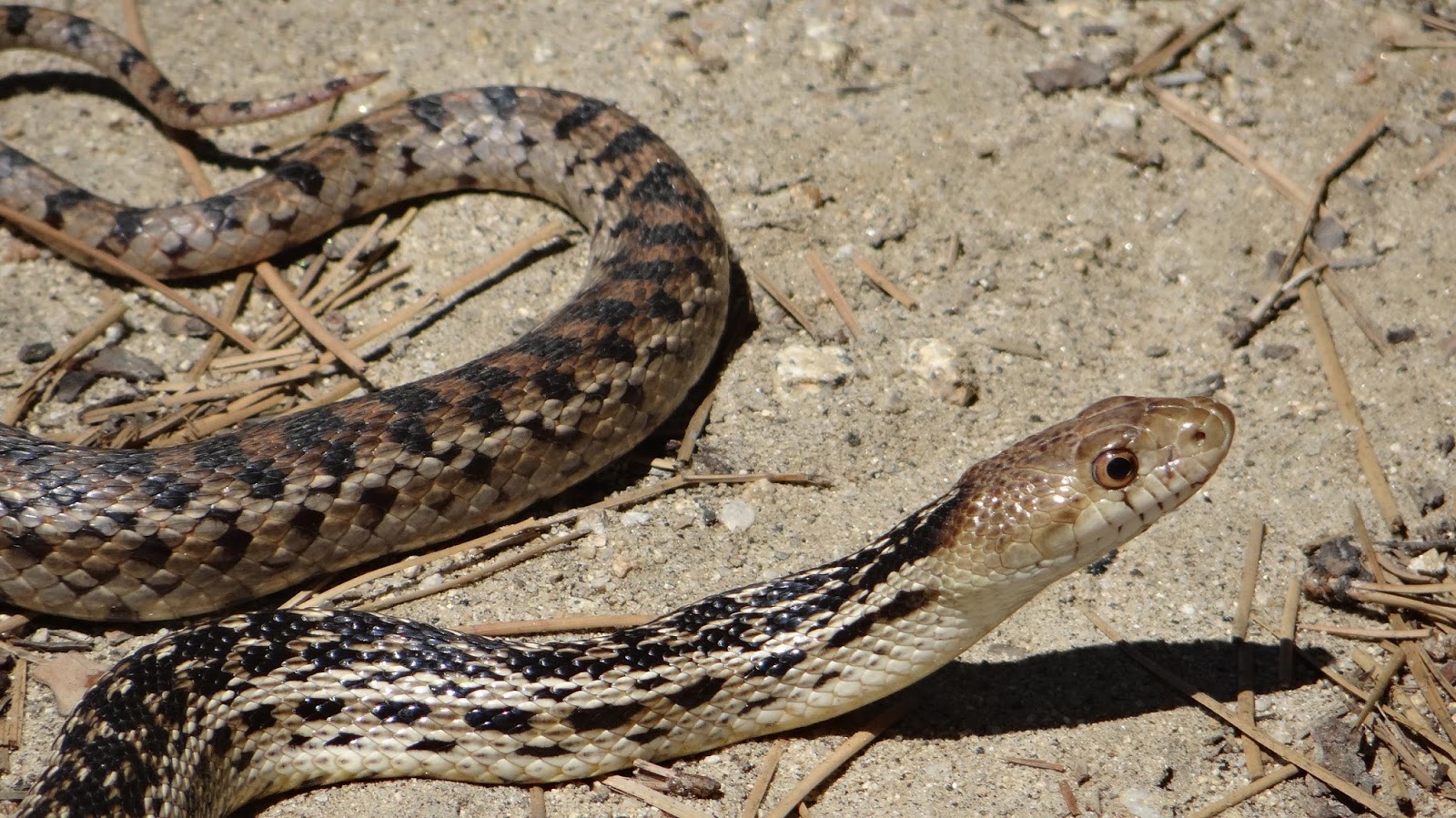 Postcards from Idyllwild Lake Hemet A Special Place