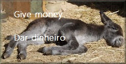Donativos em dinheiro para ajudar os burricos / Give money to help donkeys