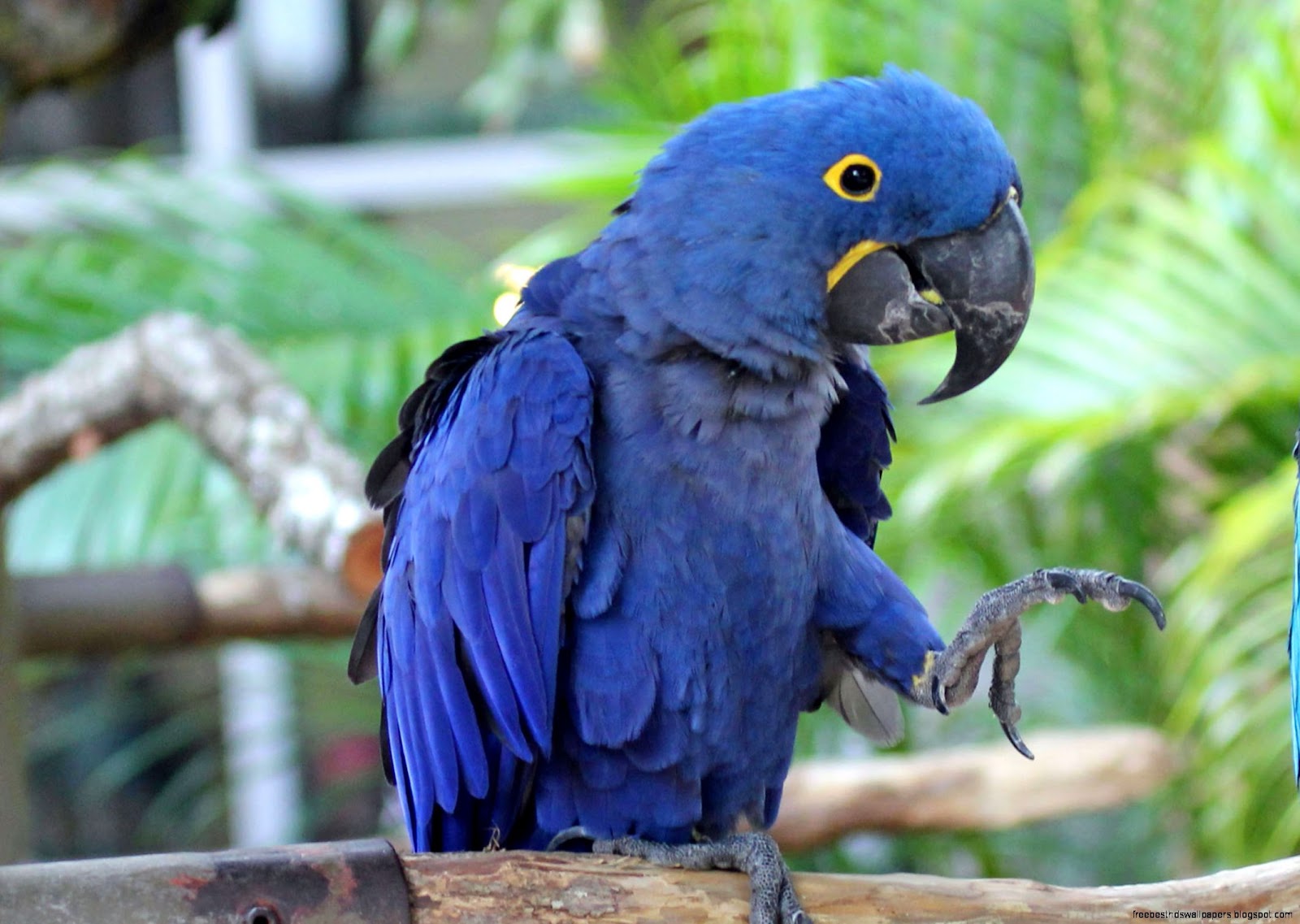 Bird Hyacinth Macaw