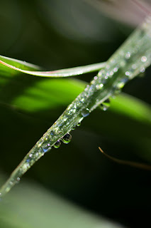 water drops on lemongrass