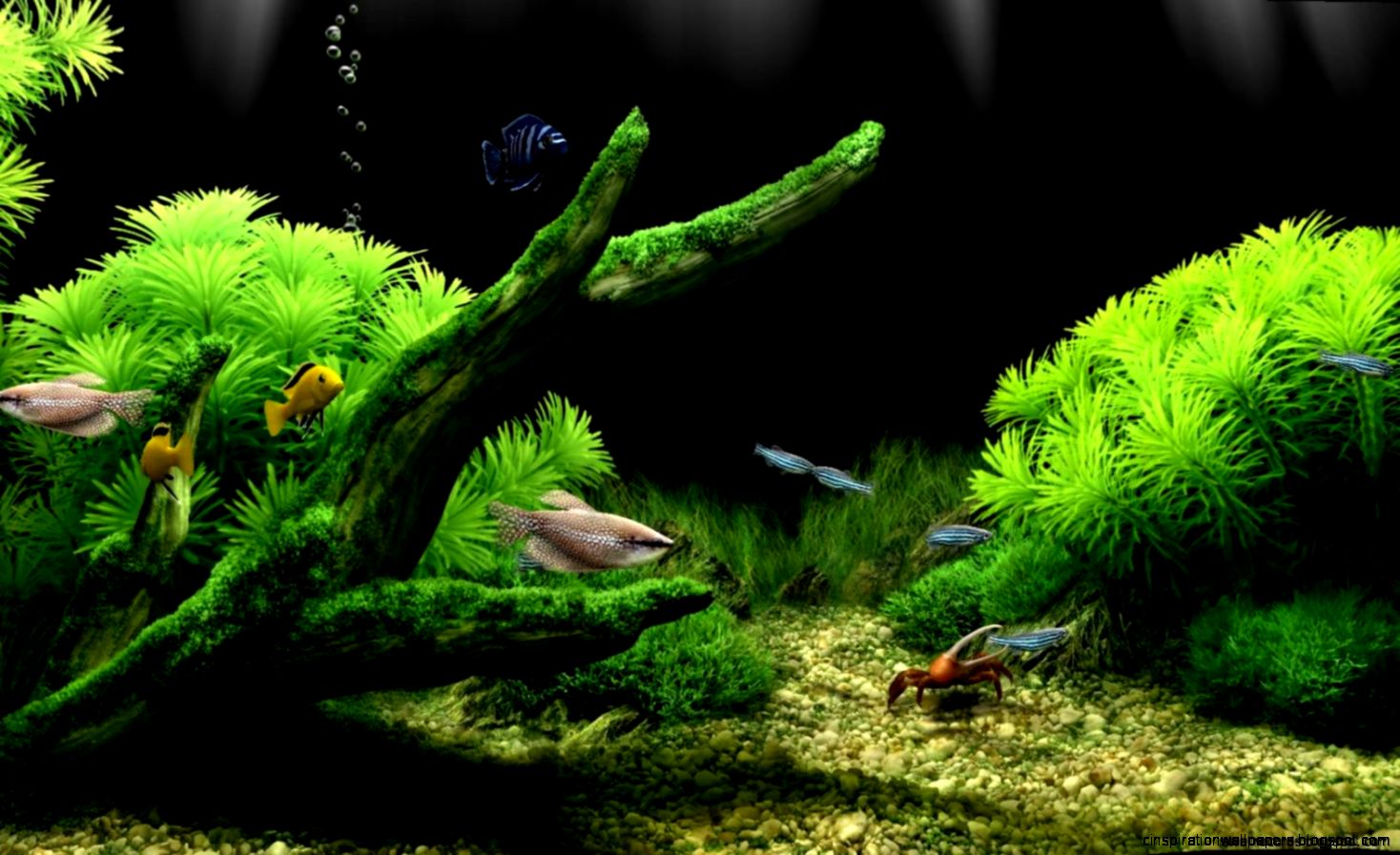 Download Dream Aquarium Desktop Background  Wallpapers Records