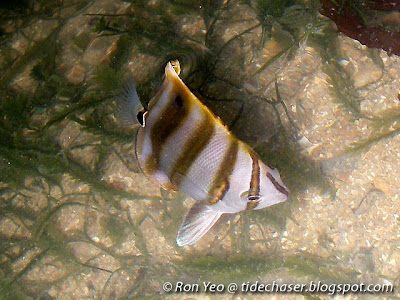 Kite Butterflyfish (Parachaetodon ocellatus)